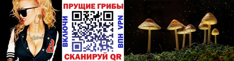 Галлюциногенные грибы мухоморы  OMG зеркало  Качканар  что такое наркотик 